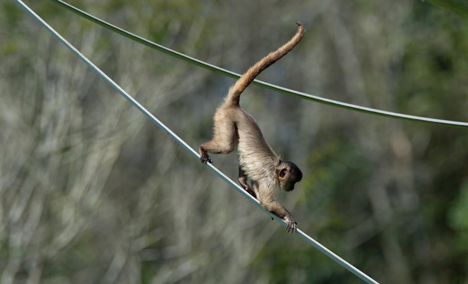 Macacos-prego que estavam vivendo em cativeiros irregulares encontraram no Zoológico de Curitiba um novo lar