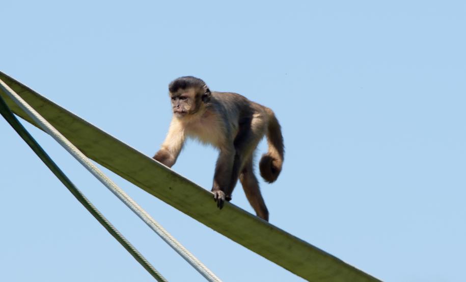 Macacos-prego que estavam vivendo em cativeiros irregulares encontraram no Zoológico de Curitiba um novo lar