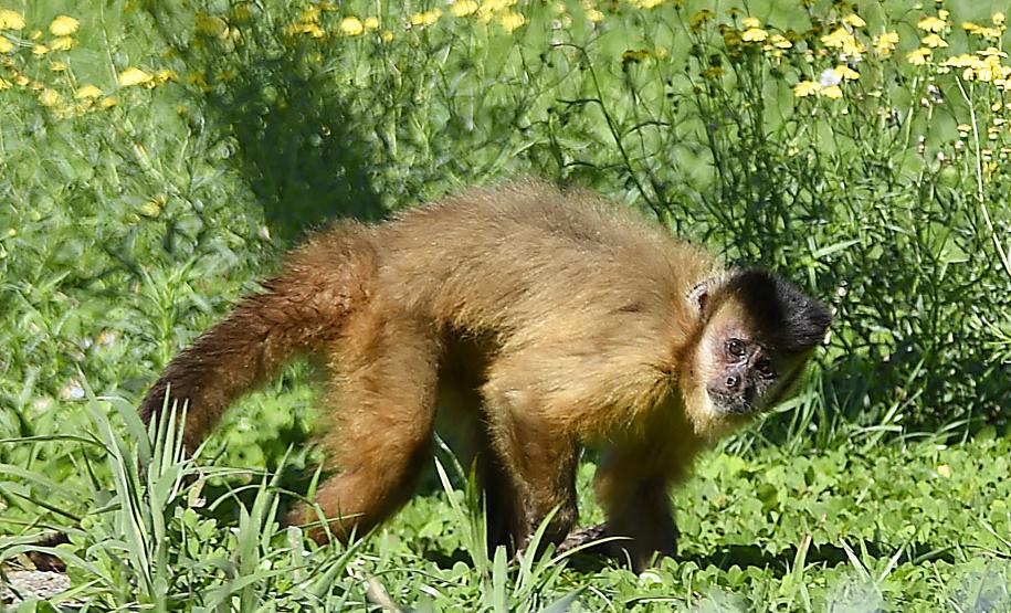 Macacos-prego que estavam vivendo em cativeiros irregulares encontraram no Zoológico de Curitiba um novo lar