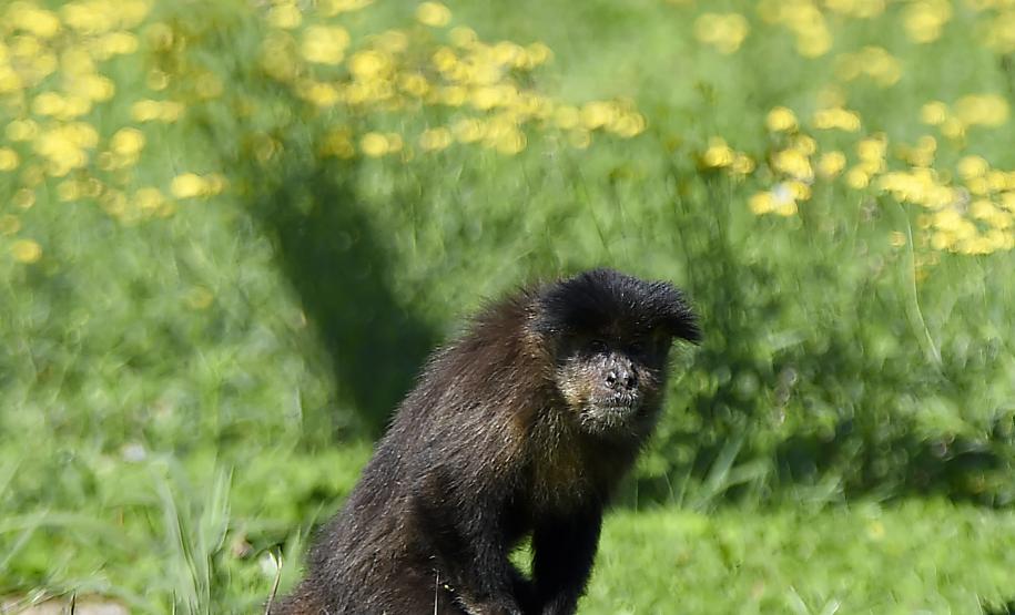 Macacos-prego que estavam vivendo em cativeiros irregulares encontraram no Zoológico de Curitiba um novo lar
