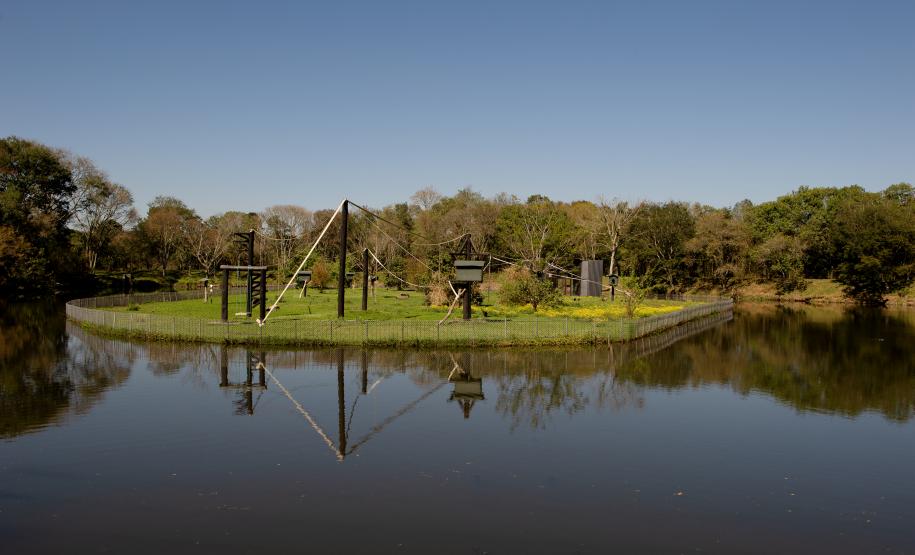 Macacos-prego que estavam vivendo em cativeiros irregulares encontraram no Zoológico de Curitiba um novo lar