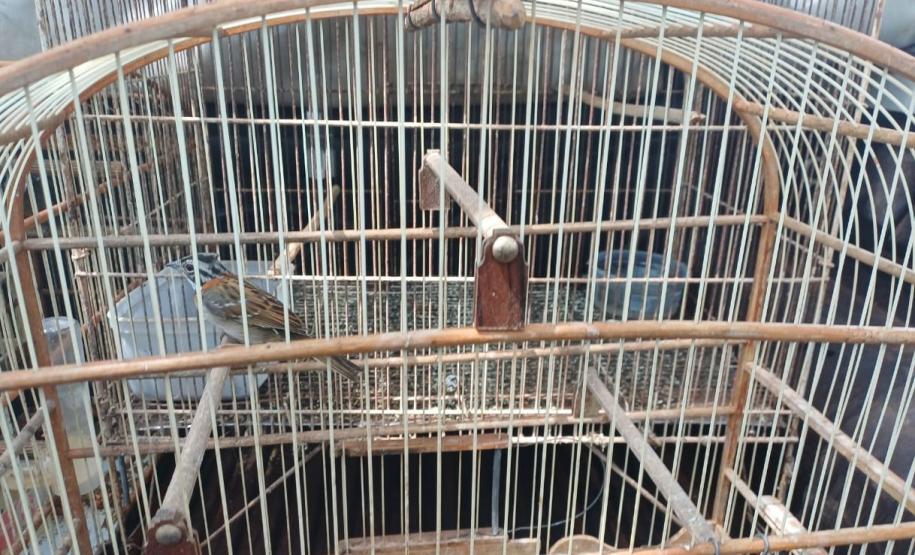 IAT resgata seis aves silvestres de criadouro irregular em Umuarama
