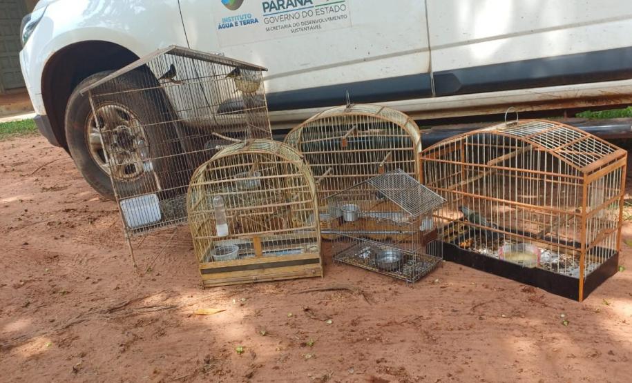 IAT resgata seis aves silvestres de criadouro irregular em Umuarama