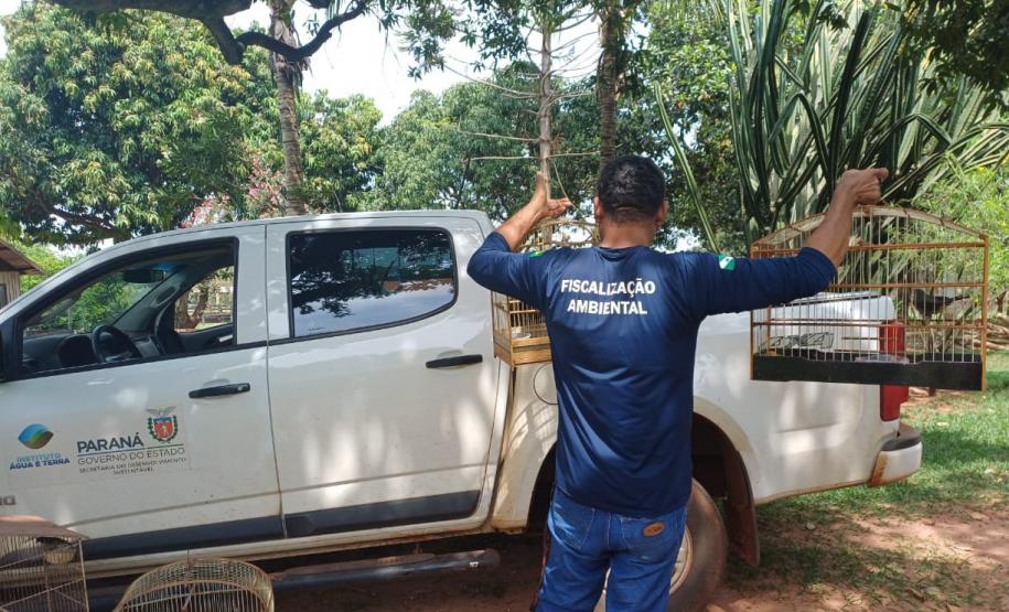 IAT resgata seis aves silvestres de criadouro irregular em Umuarama