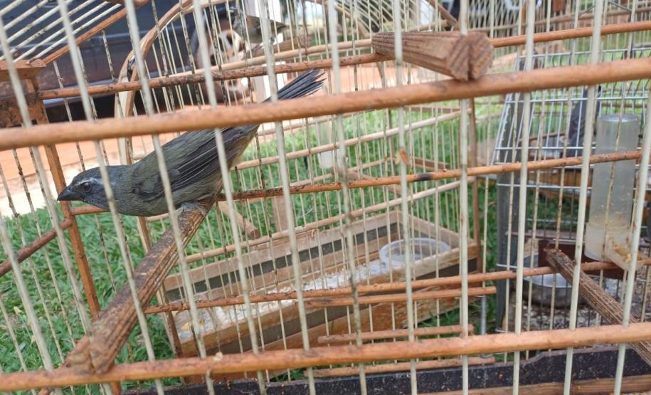 IAT resgata seis aves silvestres de criadouro irregular em Umuarama