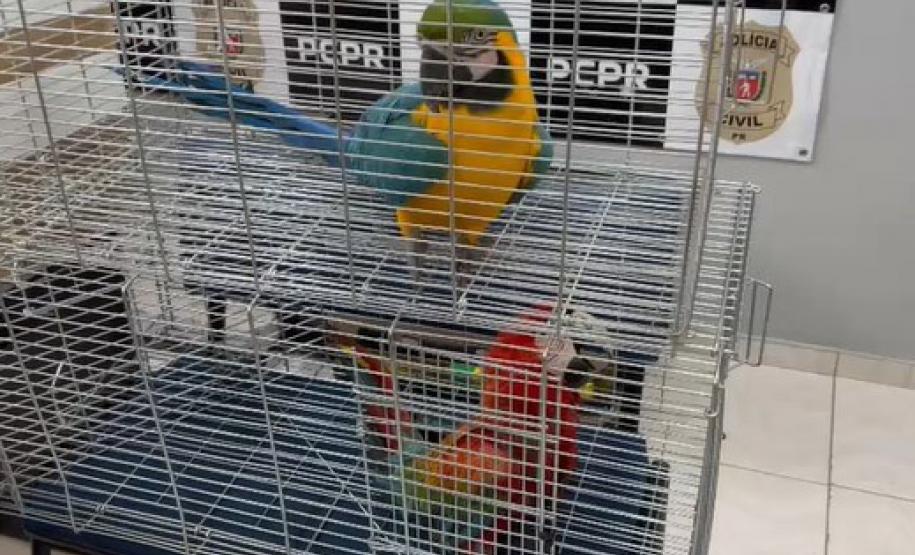 PCPR, PMPR e IAT prendem mulher por tráfico de animais em Guarapuava