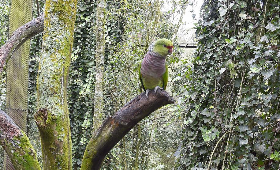Guardiões da Fauna: IAT promove ação de educação ambiental no Parque das Aves