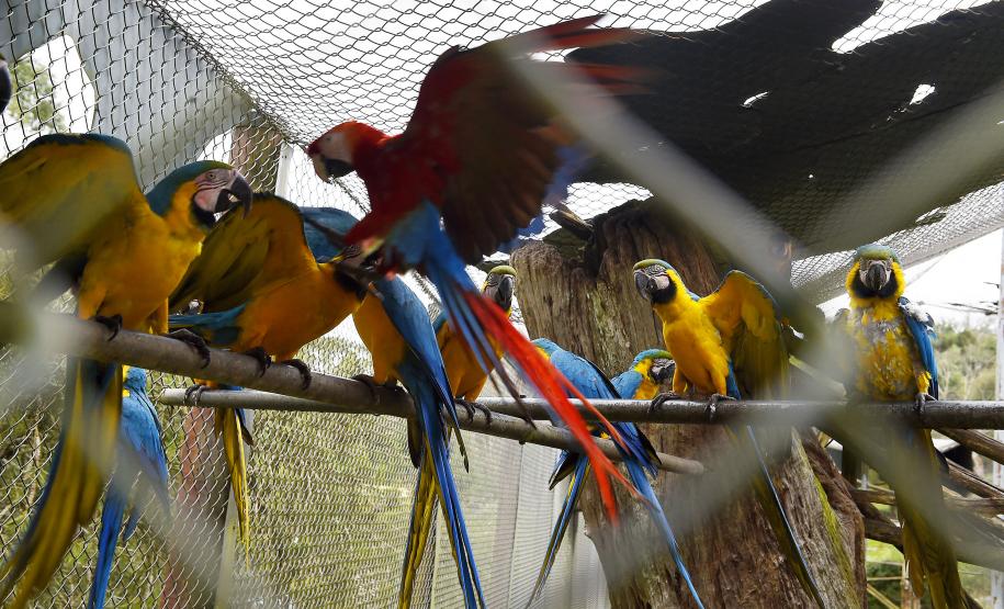 Guardiões da Fauna: IAT promove ação de educação ambiental no Parque das Aves