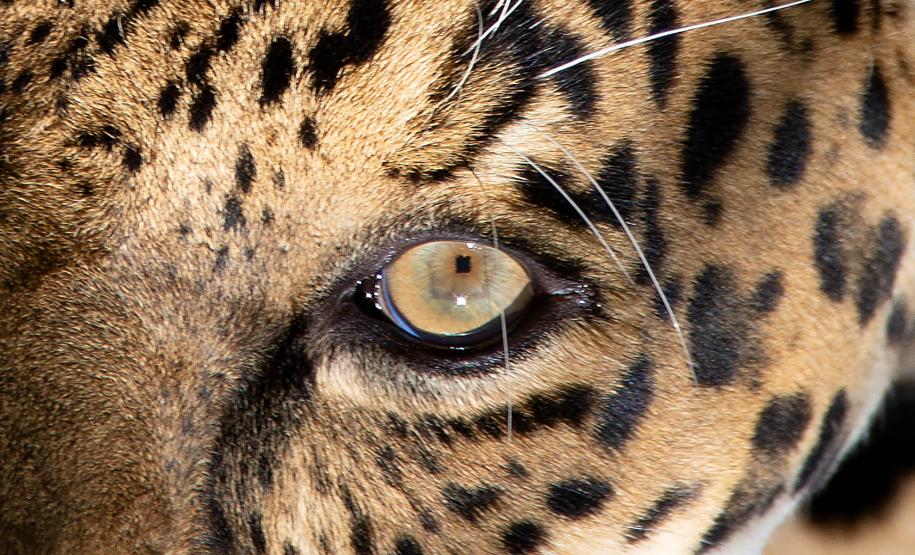 Instituto Água e Terra organiza na quinta-feira (30) o curso intensivo “Atendimento a Ocorrências com Grandes Felinos: Coexistência, Manejo e Prevenção de Conflitos