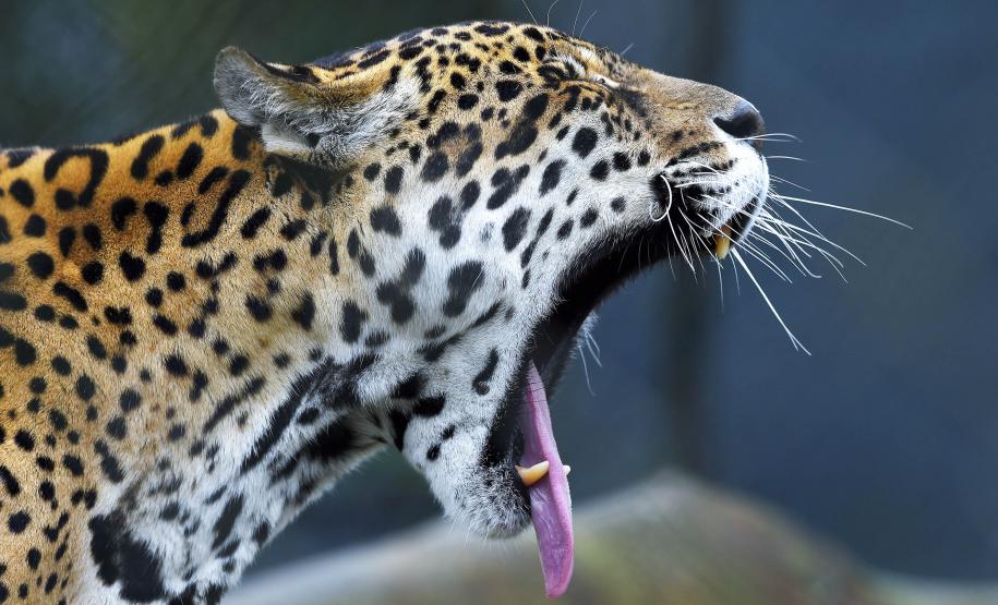 IAT promove capacitação de agentes para atendimento a ocorrências com grandes felinos