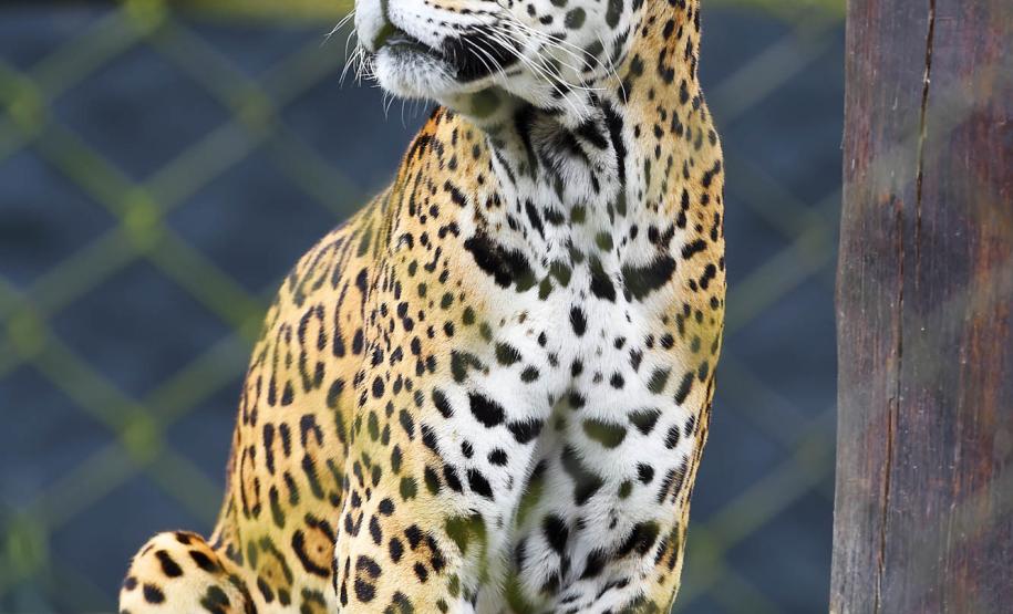 Instituto Água e Terra organiza na quinta-feira (30) o curso intensivo “Atendimento a Ocorrências com Grandes Felinos: Coexistência, Manejo e Prevenção de Conflitos