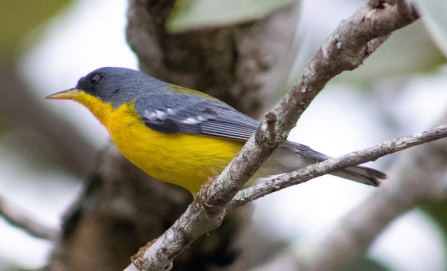 Periquito, Gaturamo-bandeira e Guaxe: Passarinhar Paraná chega a Foz do Iguaçu