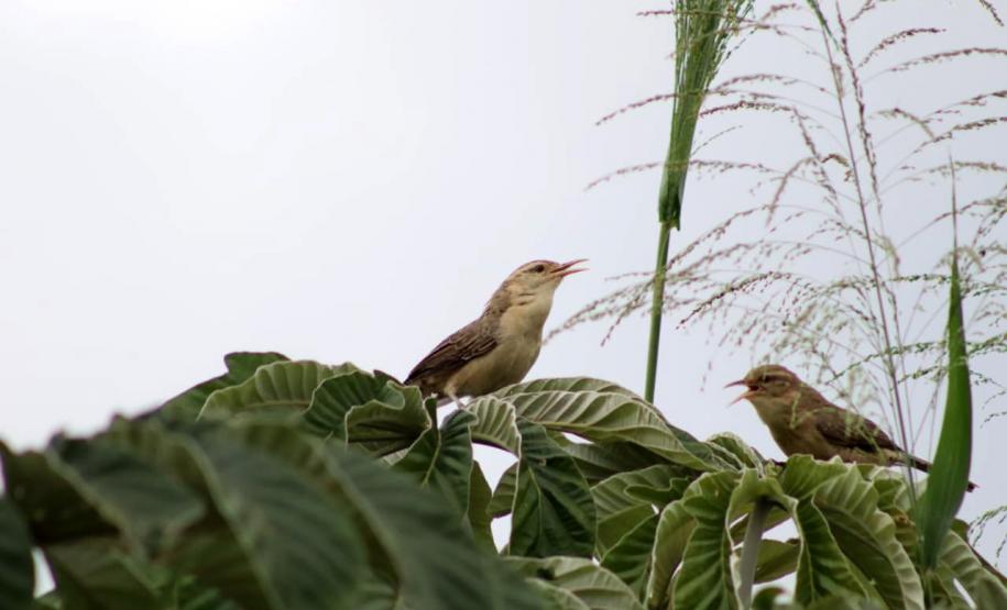 Periquito, Gaturamo-bandeira e Guaxe: Passarinhar Paraná chega a Foz do Iguaçu