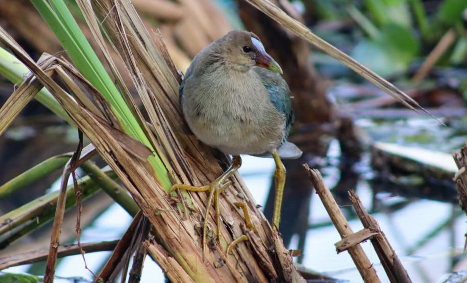 Periquito, Gaturamo-bandeira e Guaxe: Passarinhar Paraná chega a Foz do Iguaçu