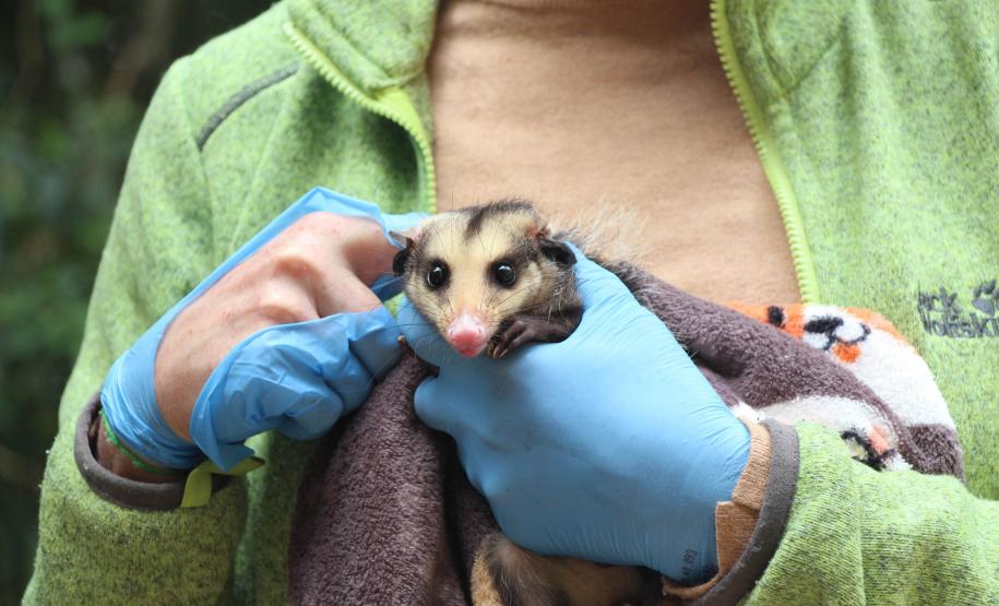Para garantir a segurança dos quase 1,6 mil voluntários que ajudam na conservação ambiental do Paraná, o Instituto Água e Terra disponibiliza desde 2020 um seguro de vida para todas as pessoas cadastradas nas diferentes frentes de atuação