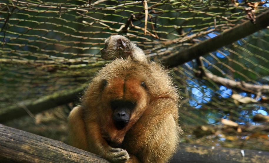 IAT emite licença ambiental para o Zoológico de Cascavel, um dos mais antigos do Interior