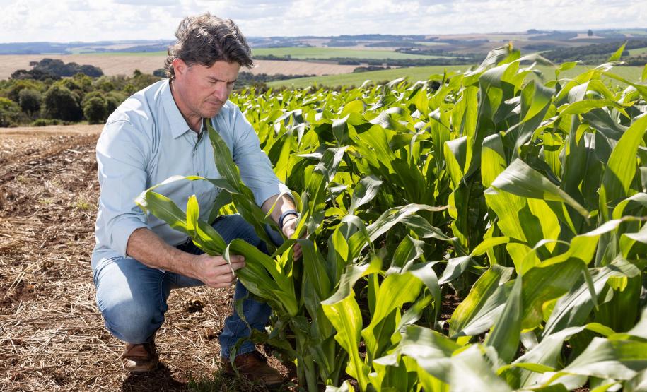 A Fazenda Pau Furado, localizada em Teixeira Soares, nos Campos Gerais, possui a certificação internacional RTRS.