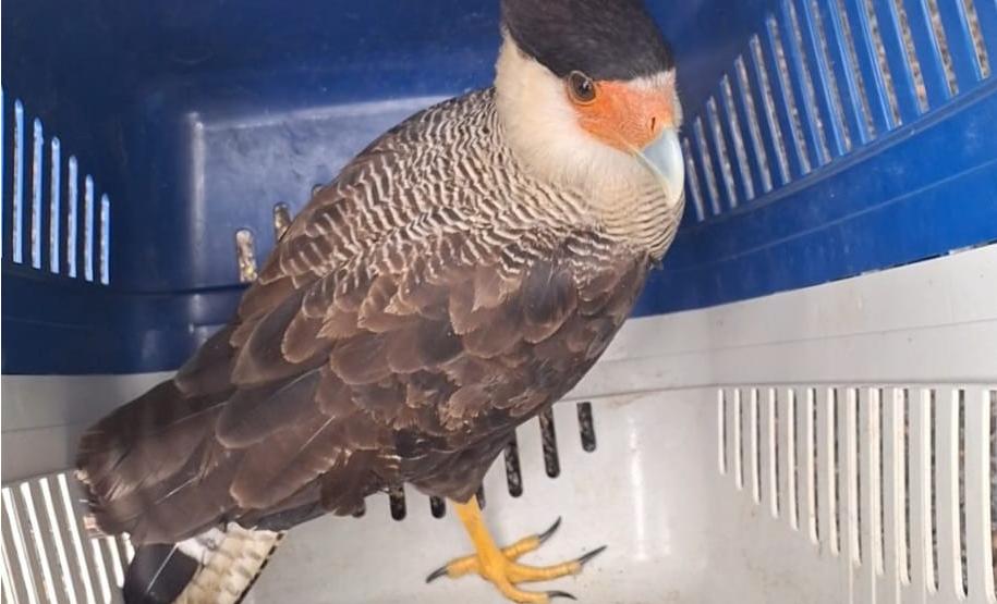 IAT reforço o pedido para convivência pacífica com animais como o urubu-preto, carcará e o gambá, que ficam naturalmente mais vulneráveis nesta época do ano por se proliferarem rapidamente