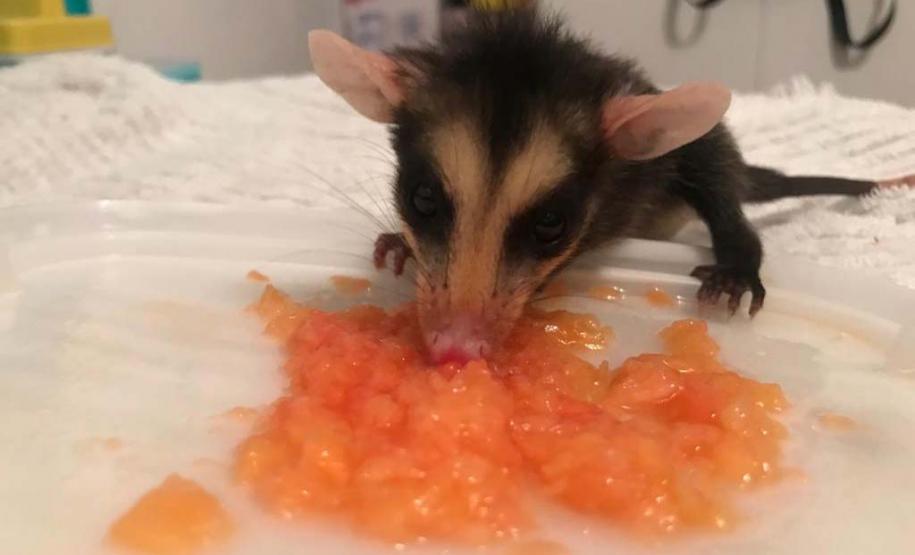 IAT reforço o pedido para convivência pacífica com animais como o urubu-preto, carcará e o gambá, que ficam naturalmente mais vulneráveis nesta época do ano por se proliferarem rapidamente