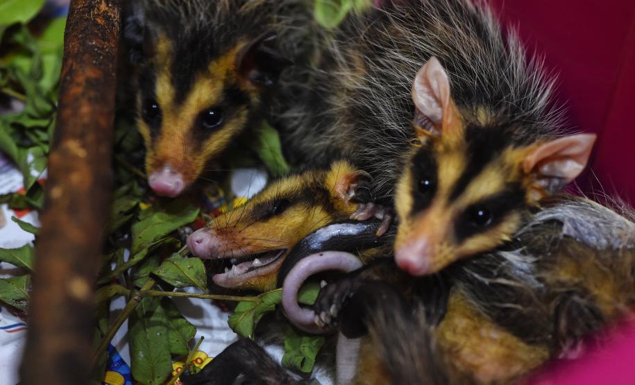 IAT reforço o pedido para convivência pacífica com animais como o urubu-preto, carcará e o gambá, que ficam naturalmente mais vulneráveis nesta época do ano por se proliferarem rapidamente