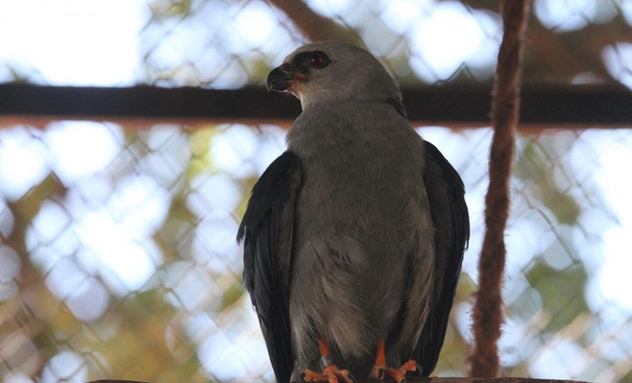 Gavião volta à natureza em Foz do Iguaçu após se recuperar de fratura na asa