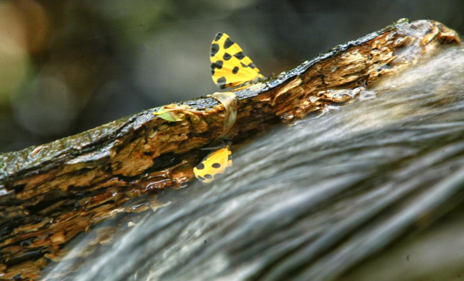 Feriado prolongado: Unidades de Conservação permitem folga perto da natureza