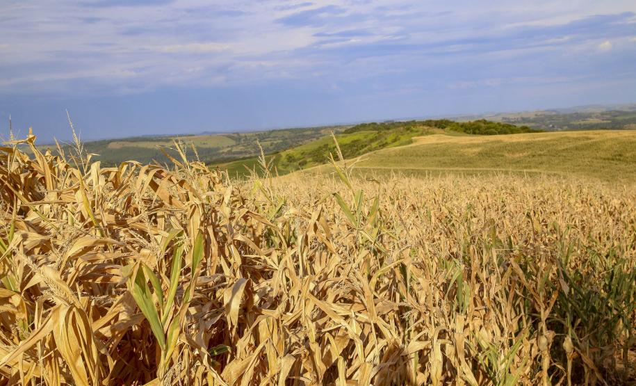 Chuva abaixo da média: seca avançou nos Campos Gerais, Norte Pioneiro e Leste em outubro