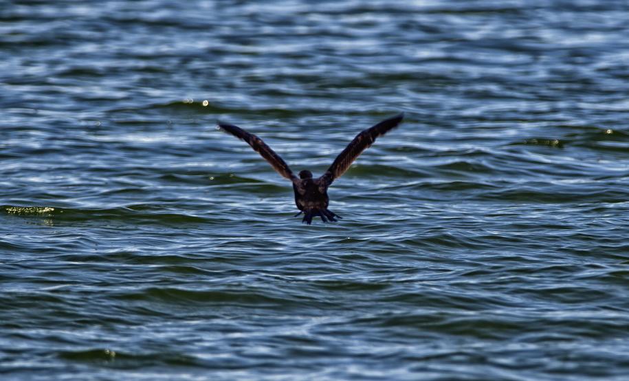 IAT divulga selecionados para novo ciclo do Programa de Conversão de Multas