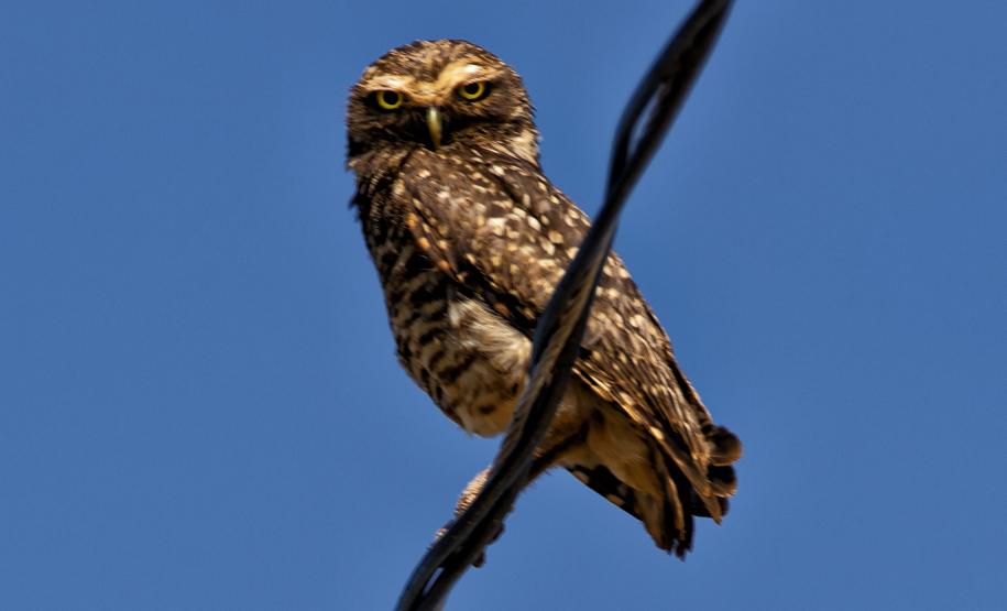 IAT divulga selecionados para novo ciclo do Programa de Conversão de Multas