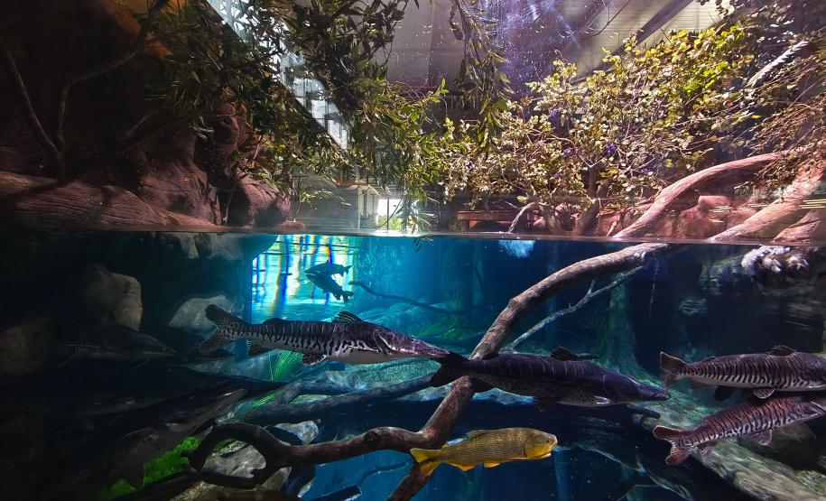 Novo atrativo: Foz do Iguaçu ganha um dos maiores aquários da América do Sul