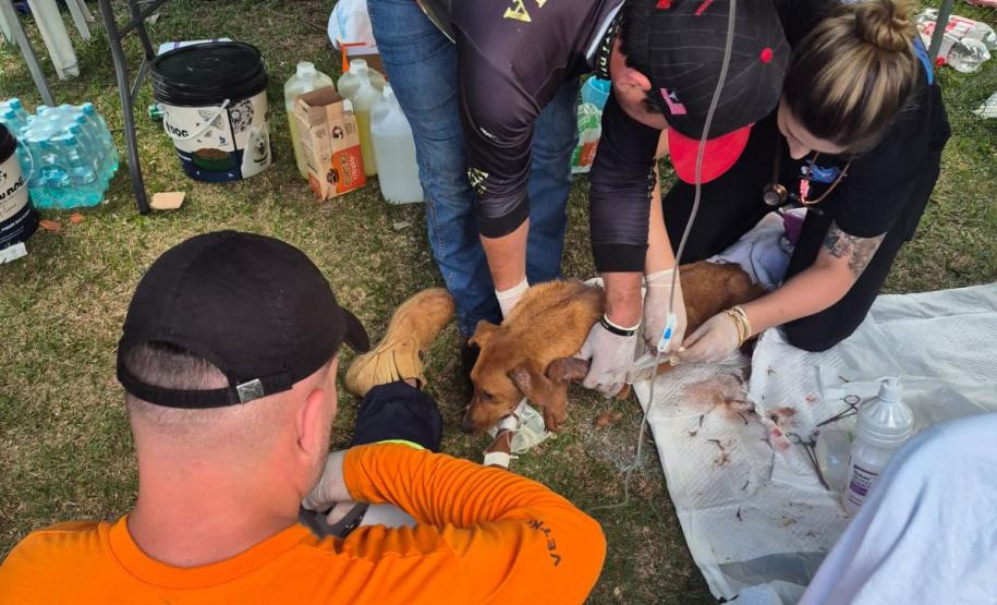 Rede de manejo que atua em desastres amparou 2,3 mil animais em Rio Bonito do Iguaçu