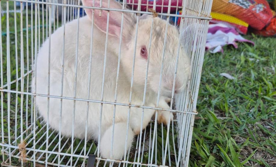 Rede de manejo que atua em desastres amparou 2,3 mil animais em Rio Bonito do Iguaçu