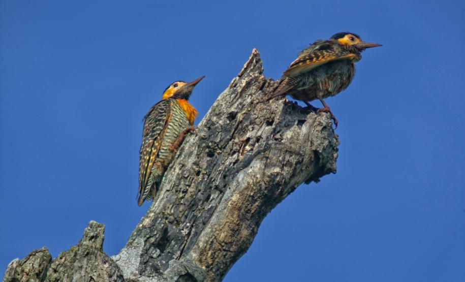 IAT divulga selecionados para novo ciclo do Programa de Conversão de Multas