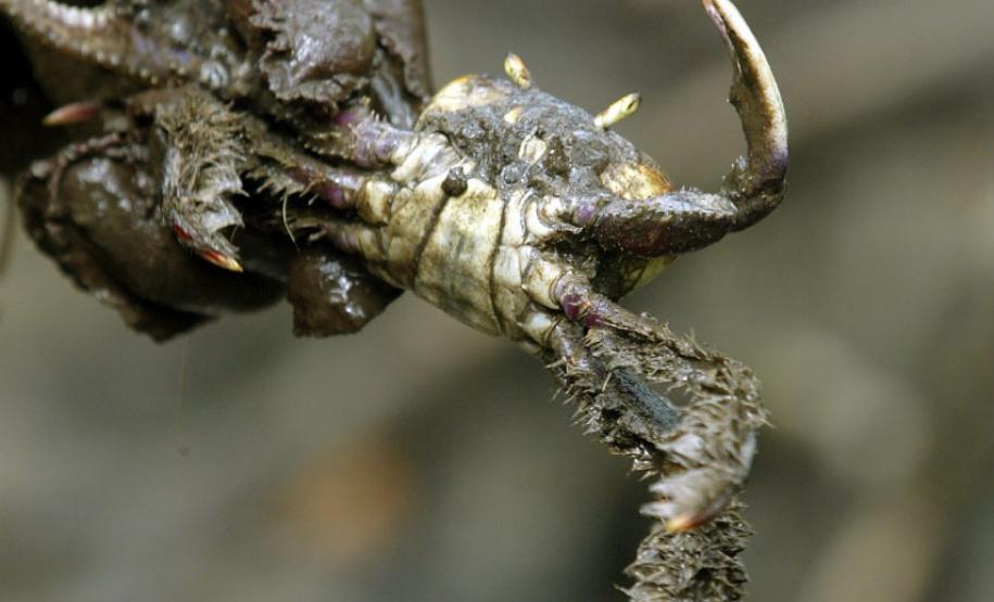 Captura do caranguejo-uçá começa no dia 1º; IAT reforça regras e fiscalização