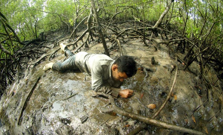 Captura do caranguejo-uçá começa no dia 1º; IAT reforça regras e fiscalização