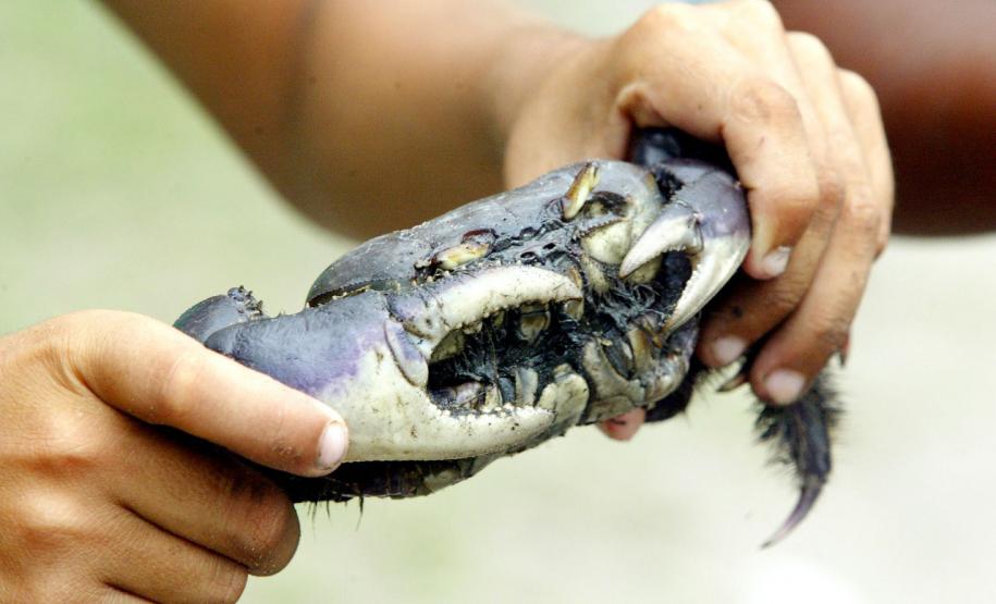 Captura do caranguejo-uçá começa no dia 1º; IAT reforça regras e fiscalização