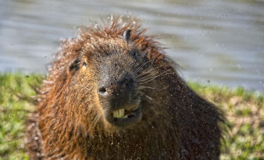 IAT assina convênio com a Prefeitura de Curitiba e amplia atendimento à fauna silvestre