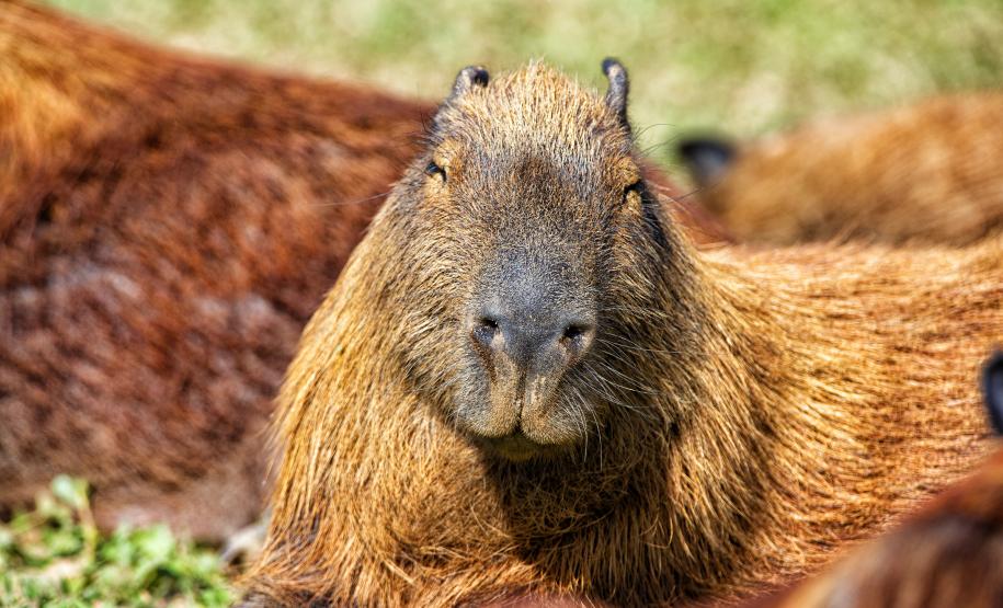 IAT orienta a população sobre os cuidados com animais silvestres nas estradas