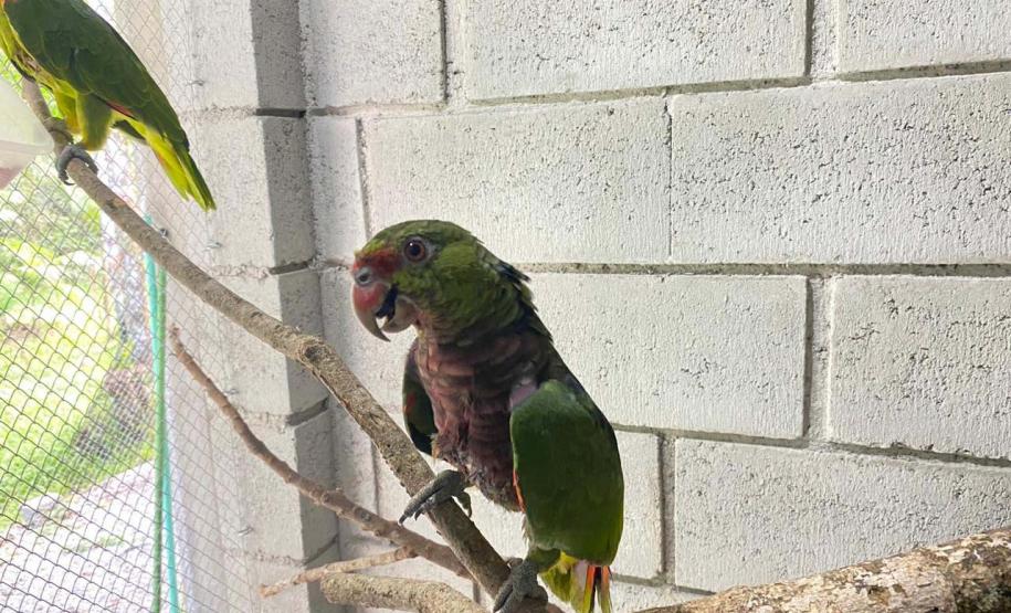 IAT reforça pronto atendimento à fauna silvestre do Litoral para a temporada de verão