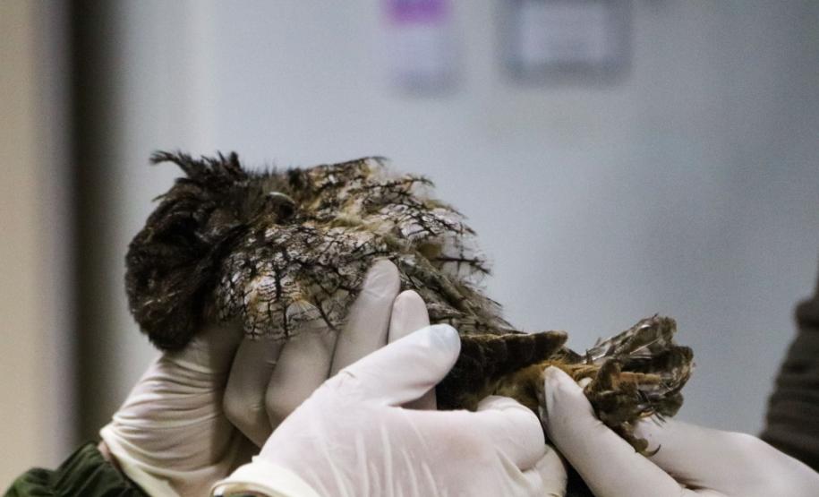 IAT reforça pronto atendimento à fauna silvestre do Litoral para a temporada de verão