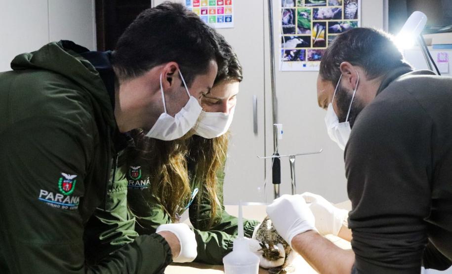 IAT reforça pronto atendimento à fauna silvestre do Litoral para a temporada de verão