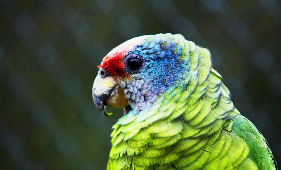 IAT reforça orientações sobre compra legal de animais silvestres; veja as regras