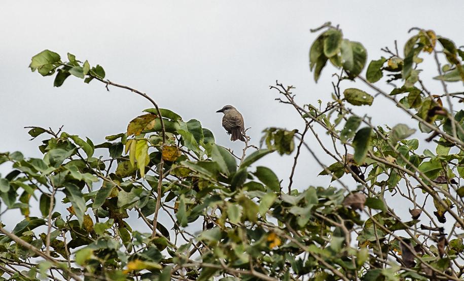 Parque Estadual de Vila Velha vai receber, pela primeira vez em sua história, uma atividade dedicada exclusivamente à observação de pássaros.