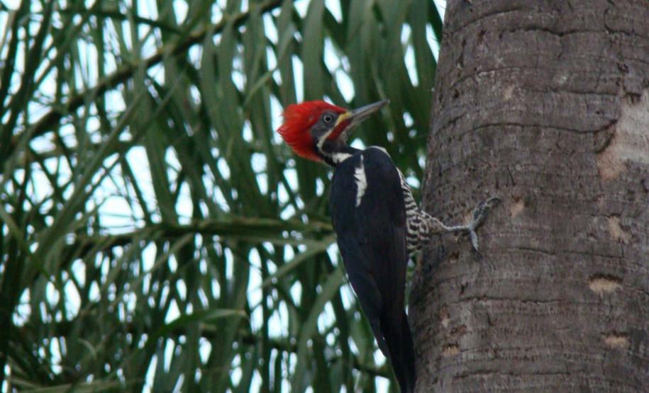 Parque Estadual de Vila Velha vai receber, pela primeira vez em sua história, uma atividade dedicada exclusivamente à observação de pássaros.