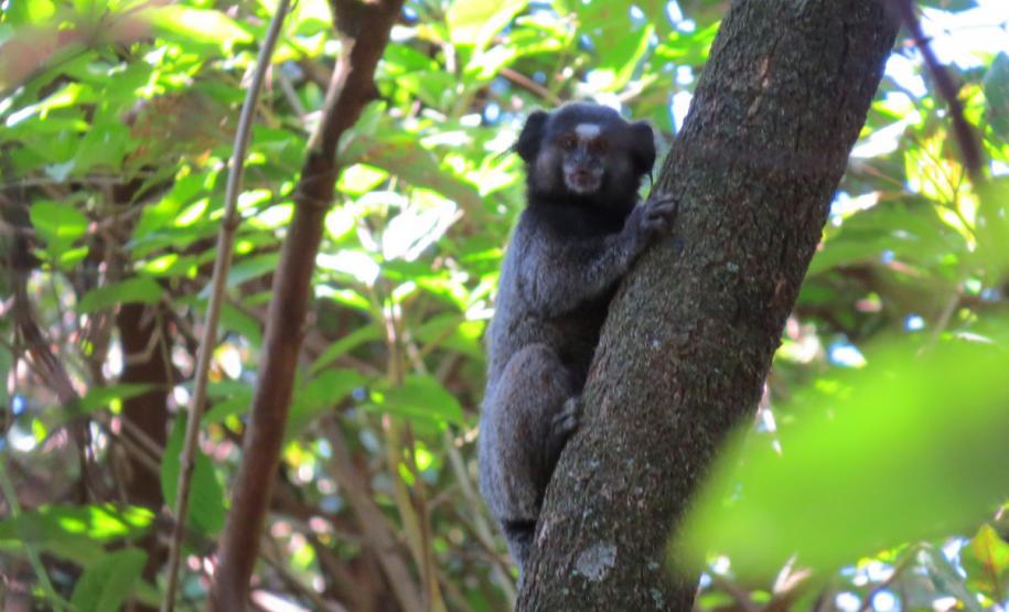 IAT orienta a população sobre os cuidados com animais silvestres nas estradas