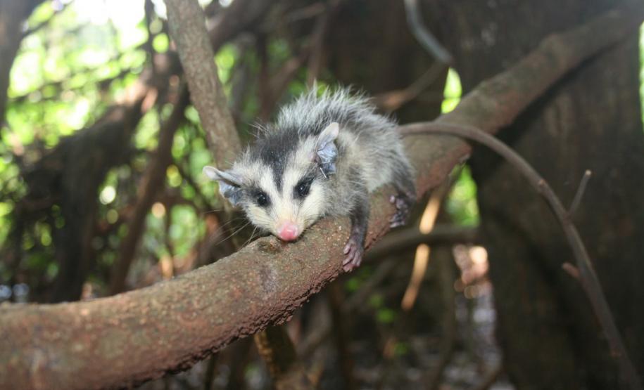 IAT orienta a população sobre os cuidados com animais silvestres nas estradas