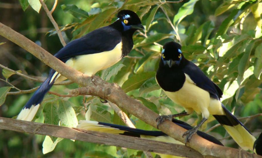 Parque Estadual de Vila Velha vai receber, pela primeira vez em sua história, uma atividade dedicada exclusivamente à observação de pássaros.