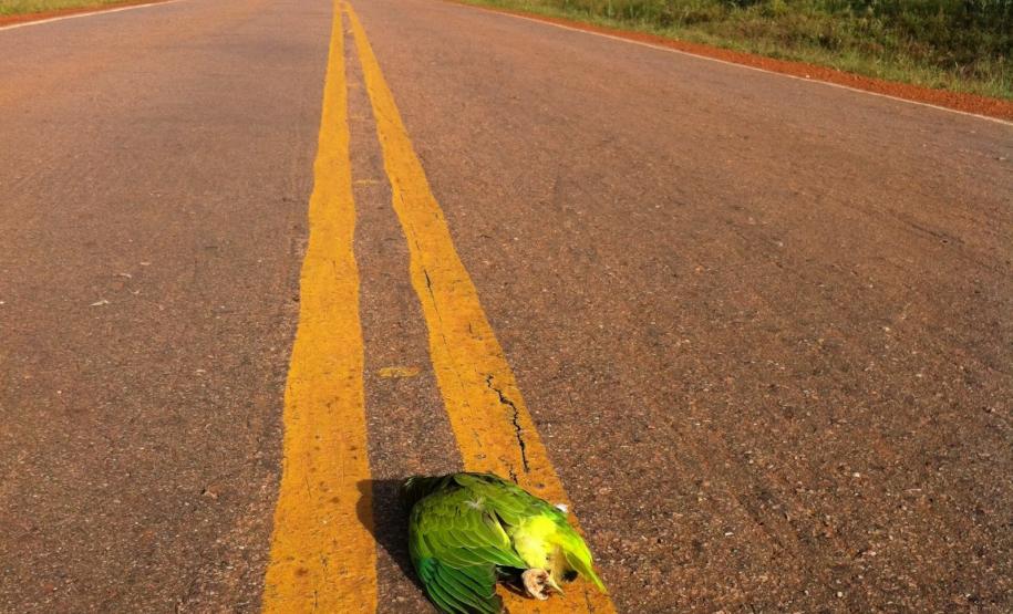 cuidados com animais silvestres nas estradas