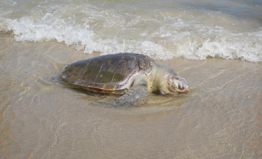 Bandeira verde: praias do Paraná têm 85% de águas próprias para banho