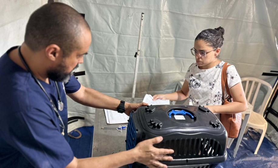 CastraPet Paraná: Estado reforça cuidados prévios para a esterilização de cães e gatos